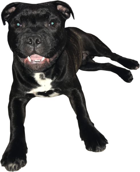 Giz.down.position.600px-copyright.reserved.png